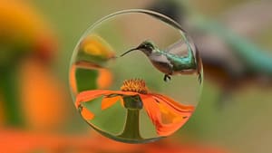 Ejemplo de escena generada por Google DeepMind Genie 4 con un colibrí y una flor