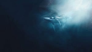 Una ballena casi invisible dejó 18 años de pistas grabadas bajo el mar