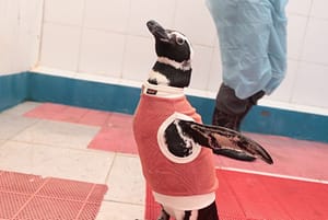 Pingüino en rehabilitación usando un body textil con cobre y zinc desarrollado en Chile para proteger sus heridas