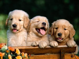 El tamaño sí importa: ¿Cómo influye en la alimentación de tu perro?